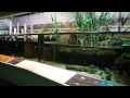 姫路市立水族館・「播磨の川」展示