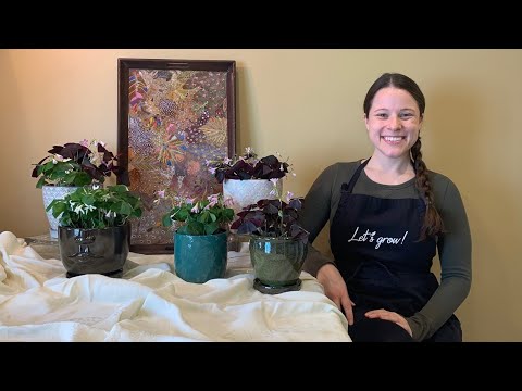 Let's Grow: All About Shamrocks ENGLISH GARDENS