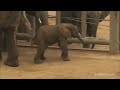 New Elephant Calf Born at the San Diego Zoo Safari Park - SanDiego.com