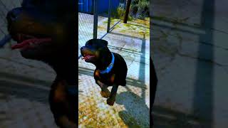 ⁴ᴷ⁶⁰ Gta 5 Frankli̇n Sarhoşken Böyle Yapar