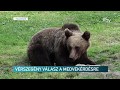 Vérszegény válasz a medvekérdésre – Erdélyi Magyar Televízió