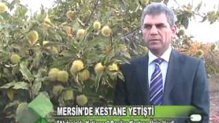 Mersinde Kestane Yetişti