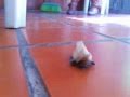 ORUGA PELUCHE