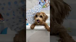 Bain Bleu Relaxant Pour Chiot Adolescent