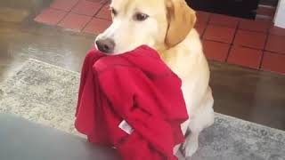 GUILTY DOGS Funny Dog Compilation 😂🐶