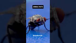The Lifespan Of Housefly Is Only...