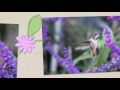 Hummingbird Lovers Mother's Day