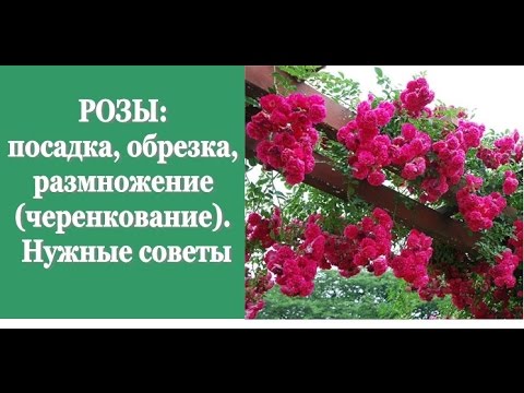 Секрет ухода за розами Секрет ухода за розами
