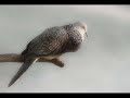 image Terkukur Compeion Winner Burung Bird Song