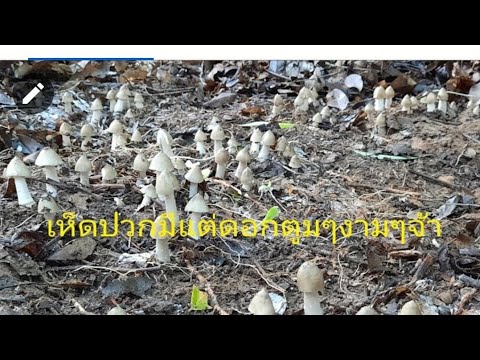 หาเห็ดปลวกครั้งแรกปี2021หลายคักพี่น้อง
