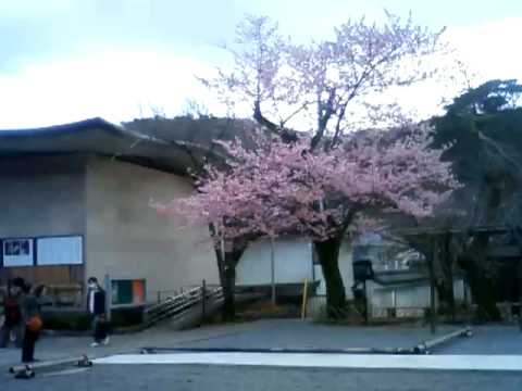 早咲き桜と修善寺