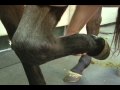 Bay's Anatomy --Joint Supplements -- USTA harness Hoof Beats standardbred