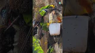 The Truth About Bees No One Expected