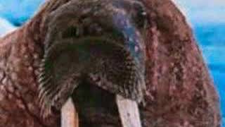 Walrus Roar