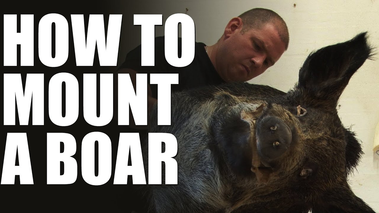 Boar+Head+Mounts Max Hunt's taxidermist - how to mount a wild boar head - YouTube