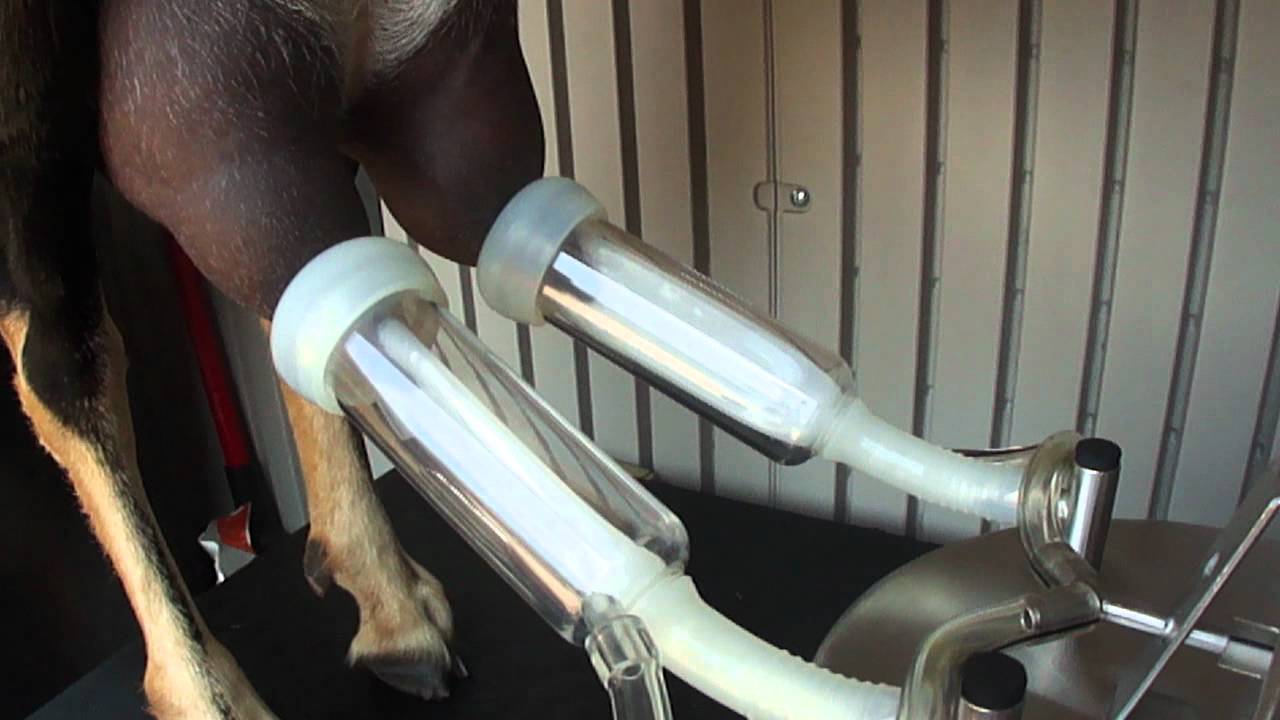 Milking machines used for masturbation