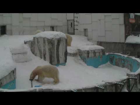 Polar Bear 20100220 イコロとキロルを送る会　おもちゃのプレゼント