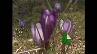 Tvr 3 Ident Publicitate 2013