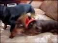 赤いかぶりもの