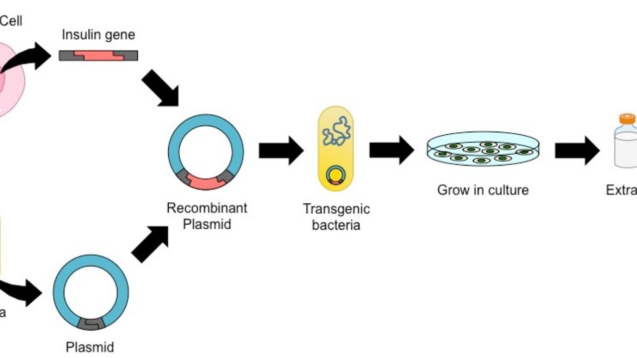 Production of sperm cell