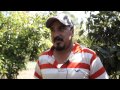 Michoacán: Por Qué Surgen Las Autodefensas Michoacán: Por Qué Surgen Las Autodefensas