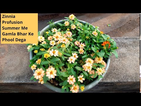 Zinnia Profusion Summer Heavy blooming flower plant