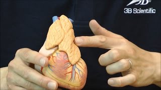 心臓，胸腺付・3分解モデル：動画