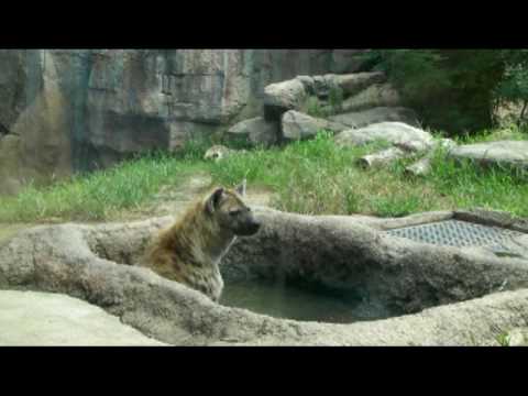 CARNIVOROUS ANIMALS IN TENNOJI ZOO