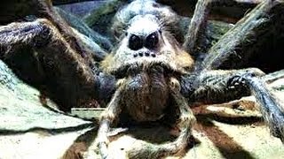 Tumnagel