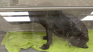 Veterinarian uses cutting edge technology to save animals