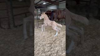 Chantilly Is Dancing To Her Song😍 #Shorts #Adorable #Babyhorse #Foal #Filly