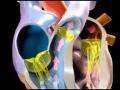 Heart Function Heart Function