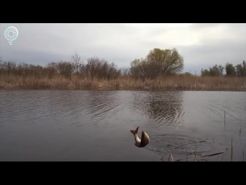 Запрет на рыбалку 2018 в новосибирской области Запрет на рыбалку 2018 в новосибирской области