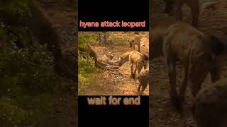 Old Leopard Is Bullied By Hyenag Animal Videos