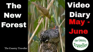 The New Forest Video Diary May June 2022 #newforest #onewithnature