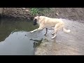turkish shepherd dog