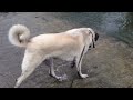 turkish shepherd dog