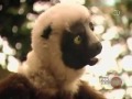 Zoboomafoo - Cats part 2
