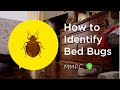 How to Identify BED BUGS (What They Look Like vs. Other Household Pests)