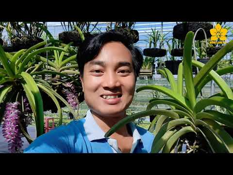 Trồng và Chăm Sóc Lan ĐUÔI CÁO, ĐUÔI SÓC - Chia sẻ của NGUYỄN NGỌC HÀ
