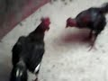 ซุ้ม พรเจริญชัย ไก่ชน ไอ้เพ