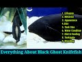 Everything About Black Ghost Knife Fish