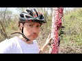 Aléjate de este ÁRBOL VENENOSO ☠  | Yucatán, México