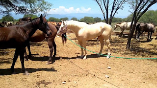RANCHOLAROSA. INICIO DE TESTEO CON WIMPY DUN IT CROME#CRIADORES DE CABALLOS