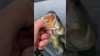 Fishing Tips for Beginners - Top 3 Ways to Catch More Bass