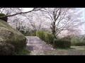 発心公園の桜