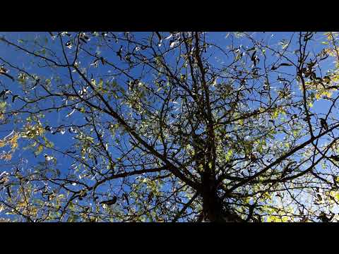 Watching video Gentle Movements. Relax Music for Meditation, Sleep, Healing Therapy, Yoga