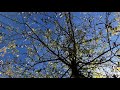 Watching video Gentle Movements. Relax Music for Meditation, Sleep, Healing Therapy, Yoga