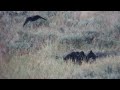 Yellowstone Hayden Valley Grizzly Bears 8 23