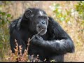 Chimpanzee Primate socio-ecology (I) Dr. mcgrew